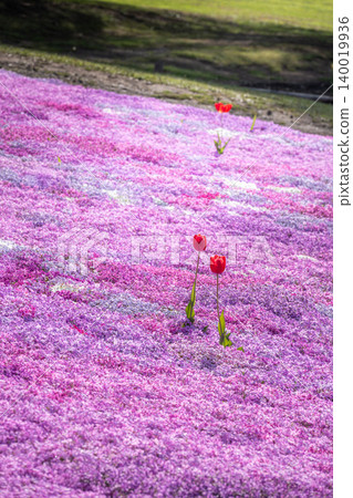 太陽之丘延輕公園的芝櫻(苔蘚福祿考)盛開 太陽之丘延輕公園的芝櫻(苔蘚福祿考)盛開 140019936