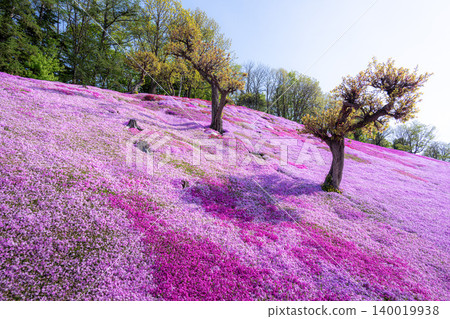 Shibazakura (moss phlox) in full bloom at Taiyo-no-Oka Engaru Park Shibazakura (moss phlox) in full bloom at Taiyo-no-Oka Engaru Park 140019938