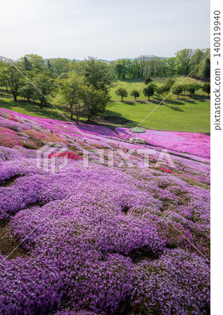 Shibazakura (moss phlox) in full bloom at Taiyo-no-Oka Engaru Park Shibazakura (moss phlox) in full bloom at Taiyo-no-Oka Engaru Park 140019940