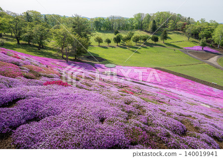 Shibazakura (moss phlox) in full bloom at Taiyo-no-Oka Engaru Park Shibazakura (moss phlox) in full bloom at Taiyo-no-Oka Engaru Park 140019941
