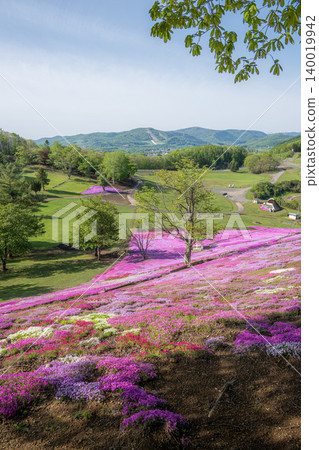 Shibazakura (moss phlox) in full bloom at Taiyo-no-Oka Engaru Park Shibazakura (moss phlox) in full bloom at Taiyo-no-Oka Engaru Park 140019942
