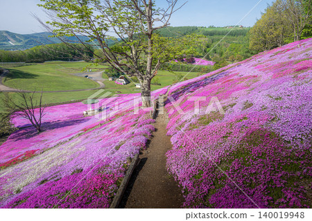 Shibazakura (moss phlox) in full bloom at Taiyo-no-Oka Engaru Park Shibazakura (moss phlox) in full bloom at Taiyo-no-Oka Engaru Park 140019948