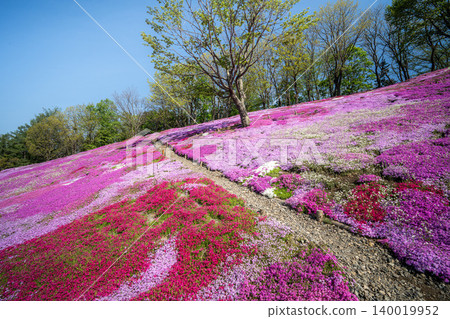 太陽之丘延輕公園的芝櫻(苔蘚福祿考)盛開 太陽之丘延輕公園的芝櫻(苔蘚福祿考)盛開 140019952