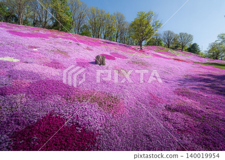 Shibazakura (moss phlox) in full bloom at Taiyo-no-Oka Engaru Park Shibazakura (moss phlox) in full bloom at Taiyo-no-Oka Engaru Park 140019954