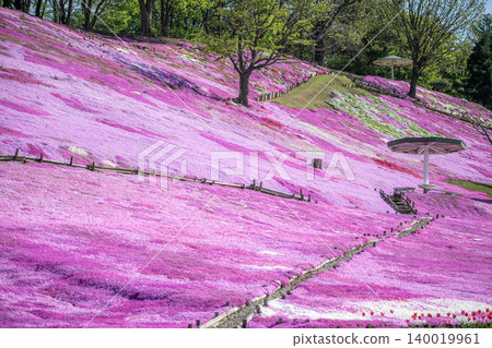 Shibazakura (moss phlox) in full bloom at Taiyo-no-Oka Engaru Park Shibazakura (moss phlox) in full bloom at Taiyo-no-Oka Engaru Park 140019961