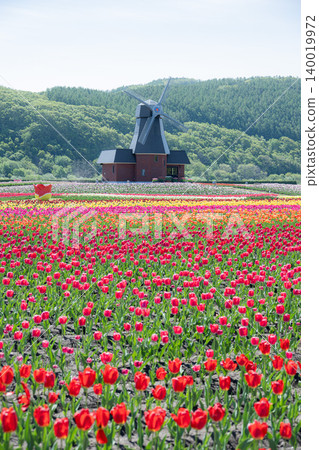 盛開的上湧別鬱金香公園 140019972