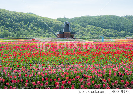 盛開的上湧別鬱金香公園 盛開的上湧別鬱金香公園 140019974