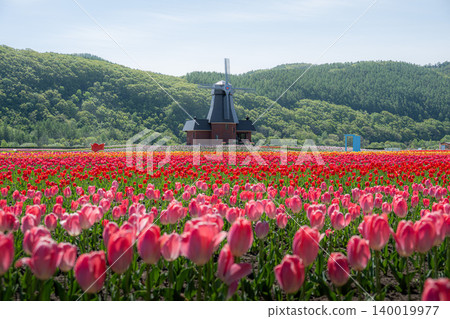 Kamiyubetsu Tulip Park in full bloom 140019977