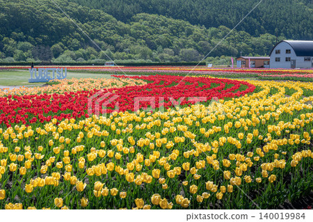 盛開的上湧別鬱金香公園 140019984