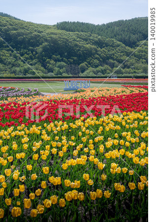 盛開的上湧別鬱金香公園 盛開的上湧別鬱金香公園 140019985