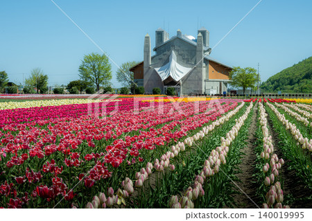 Kamiyubetsu Tulip Park in full bloom Kamiyubetsu Tulip Park in full bloom 140019995