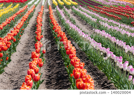 Kamiyubetsu Tulip Park in full bloom 140020004