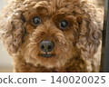 一隻盯著看的狗——玩具貴賓犬 140020025