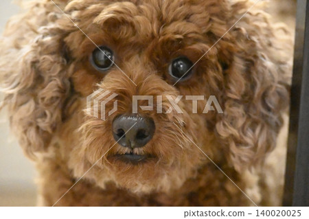 一隻盯著看的狗——玩具貴賓犬 一隻盯著看的狗——玩具貴賓犬 140020025