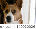 一隻盯著看的狗；柯基犬，混種犬。 140020026