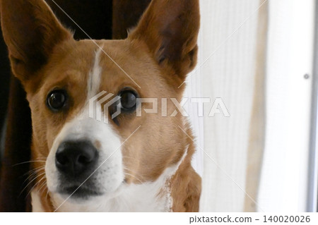 一隻盯著看的狗;柯基犬,混種犬。 一隻盯著看的狗;柯基犬,混種犬。 140020026