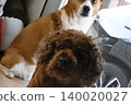 一隻盯著看的狗：玩具貴賓犬和柯基犬的混血。 140020027