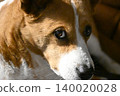 一隻盯著看的狗；柯基犬，混種犬。 140020028