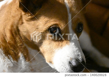 一隻盯著看的狗；柯基犬，混種犬。 140020028
