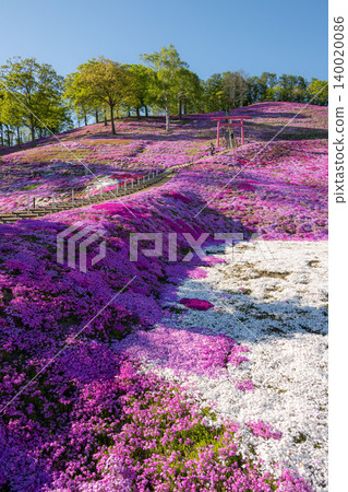 Higashimokoto Shibazakura Park in full bloom Higashimokoto Shibazakura Park in full bloom 140020086