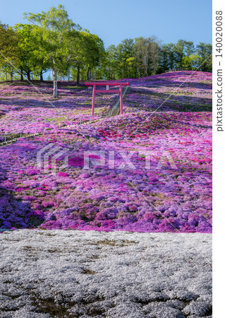 東藻琴芝櫻公園盛開 東藻琴芝櫻公園盛開 140020088