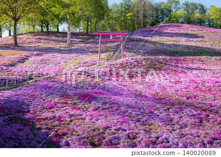 東藻琴芝櫻公園盛開 東藻琴芝櫻公園盛開 140020089