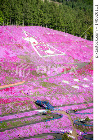 東藻琴芝櫻公園盛開 東藻琴芝櫻公園盛開 140020111