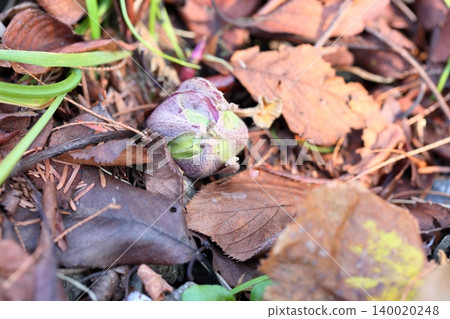 可愛的款冬花蕾 可愛的款冬花蕾 140020248