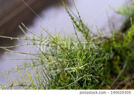 Fresh green leaves, wet with morning dew Fresh green leaves, wet with morning dew 140020309