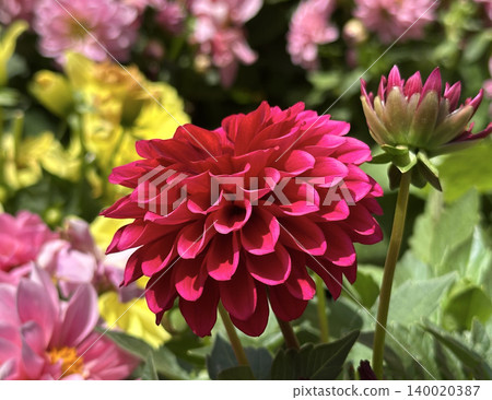 Red Dahlias in the garden (Dahlia) Red Dahlias in the garden (Dahlia) 140020387