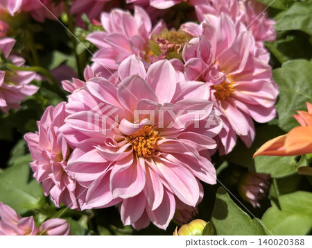 Pink Dahlias in the garden (Dahlia) Pink Dahlias in the garden (Dahlia) 140020388