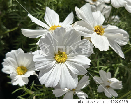 Beautiful decorative flower Cosmos (Latin - Cosmos) Beautiful decorative flower Cosmos (Latin - Cosmos) 140020389