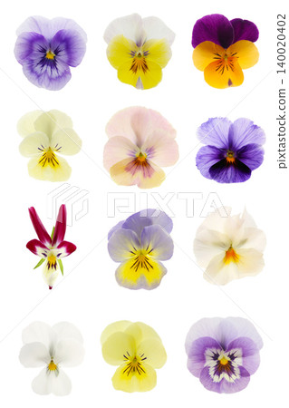 Pansy flower shapes and color variations Pansy flower shapes and color variations 140020402