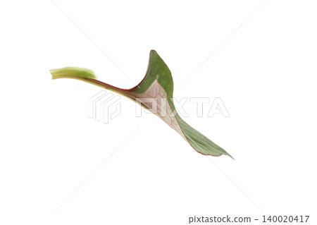 Houttuynia cordata leaves, white background Houttuynia cordata leaves, white background 140020417
