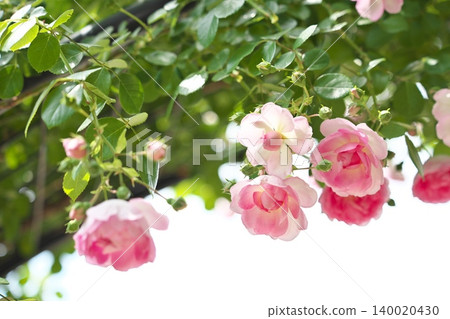 A beautiful pink rose, fragrant with the scent of spring. 140020430