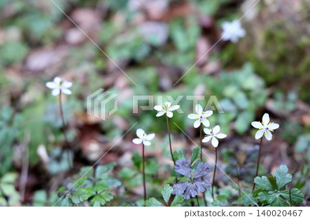Refreshing flowers of Coptis japonica Refreshing flowers of Coptis japonica 140020467