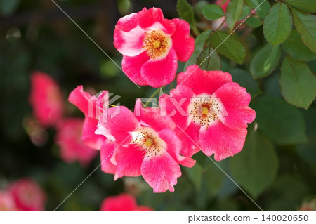 Beautiful roses blooming in the flowerbed Beautiful roses blooming in the flowerbed 140020650
