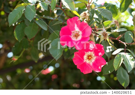 Beautiful roses blooming in the flowerbed Beautiful roses blooming in the flowerbed 140020651