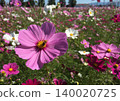 在秋日晴朗的陽光下，粉紅色的波斯菊和蜜蜂閃閃發光。 140020725