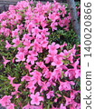 Pink azalea 140020866