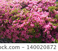 Pink azalea 140020872