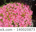 Pink azalea 140020873