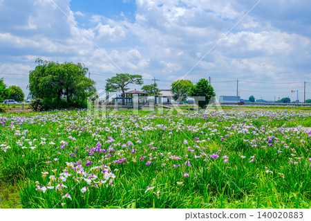 Rural landscape and irises Rural landscape and irises 140020883