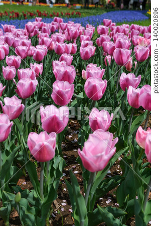 Pink tulips blooming all over 140020896