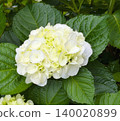 White hydrangea 140020899