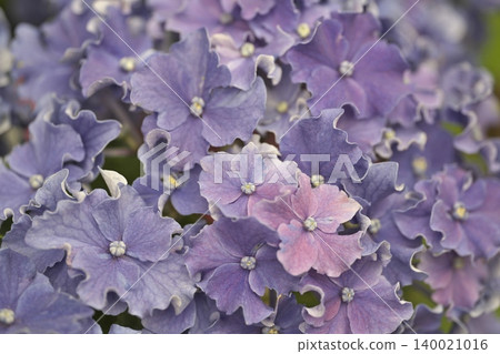 Close-up of hydrangeas in full bloom Close-up of hydrangeas in full bloom 140021016