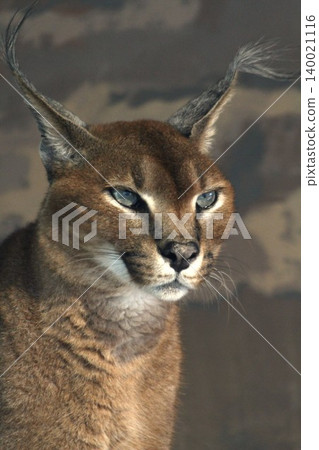 獰貓肖像:一隻目光銳利的美麗野生貓科動物。 獰貓肖像:一隻目光銳利的美麗野生貓科動物。 140021116