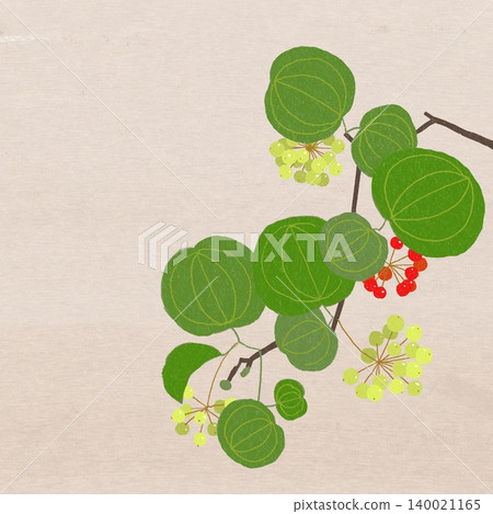 手繪花卉插圖:菝葜 手繪花卉插圖:菝葜 140021165
