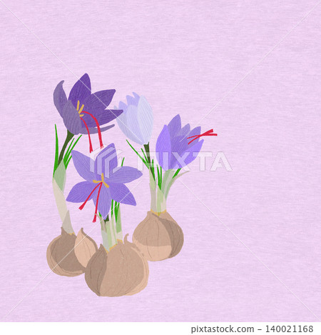 手繪花卉插圖：番紅花 140021168