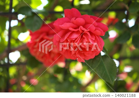 Red spring roses blooming in the rose garden Red spring roses blooming in the rose garden 140021188
